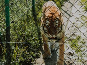 Read more about the article HERE’S THE PUSH YOU NEED…GO GET THEM, TIGER!
