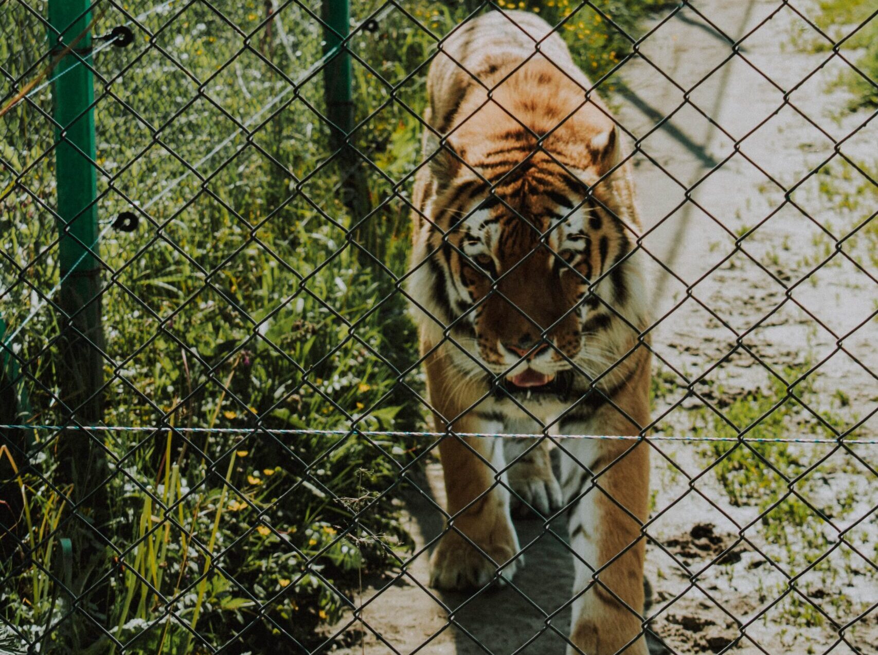 You are currently viewing HERE’S THE PUSH YOU NEED…GO GET THEM, TIGER!