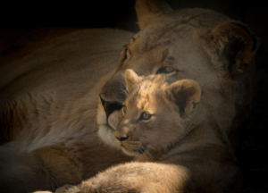 Read more about the article THE LIONESS DIARIES PART 3…Letting the cubs go into the wider wild
