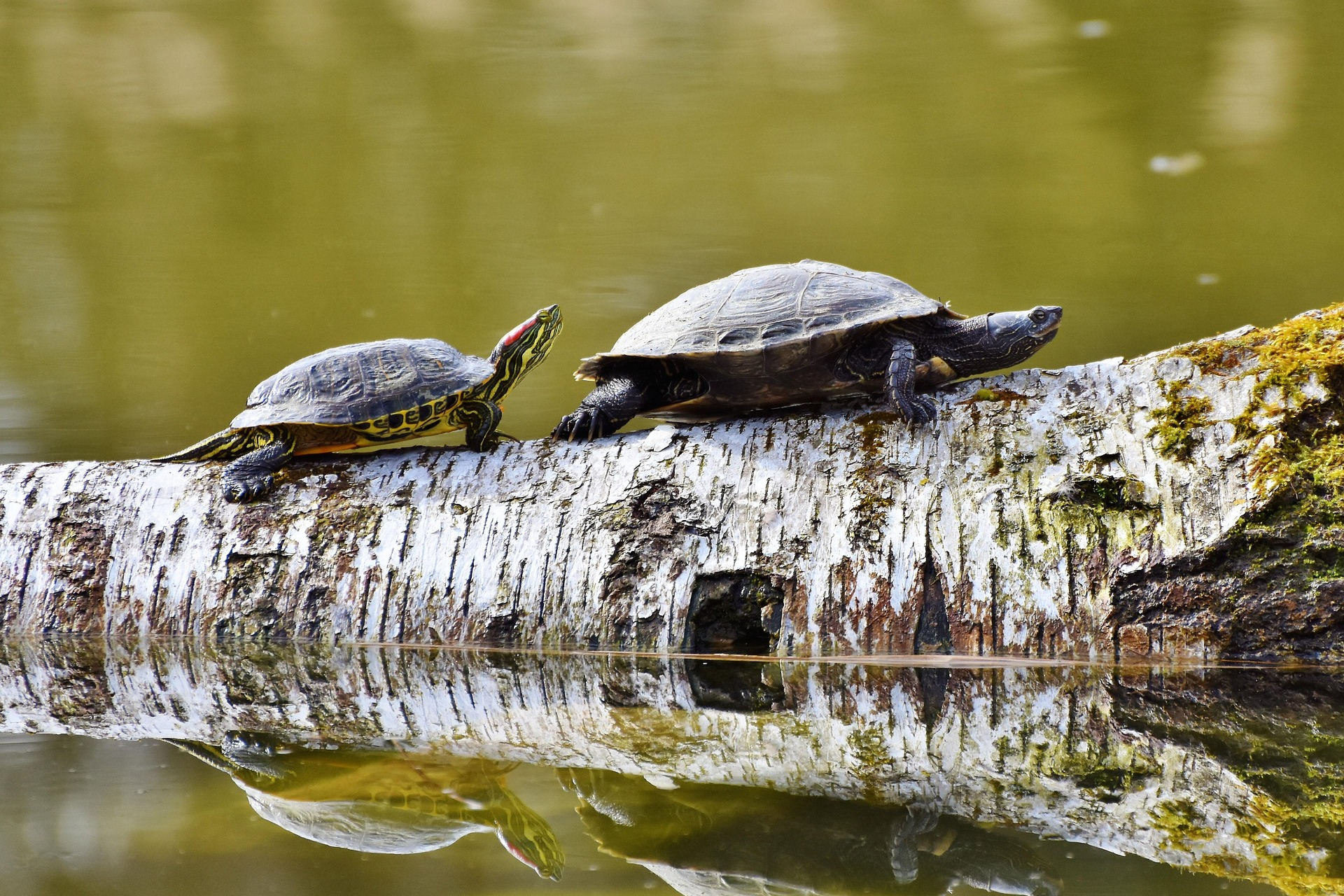 You are currently viewing THE TORTOISE AND THE HARE- A TALE OF ILLUSIONS OF GRANDEUR