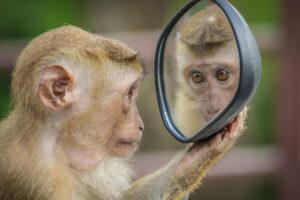 Read more about the article THE CORPORATE “SOMEBODY” CATALOGUE…Awareness and self monitoring