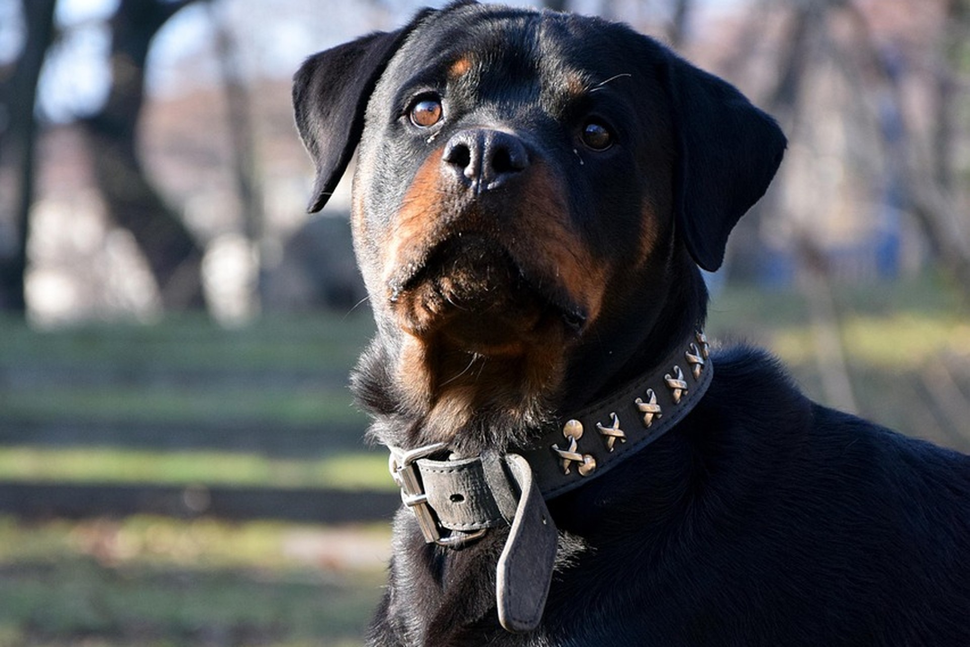 You are currently viewing THE CORPORATE ROTTWEILER EFFECT